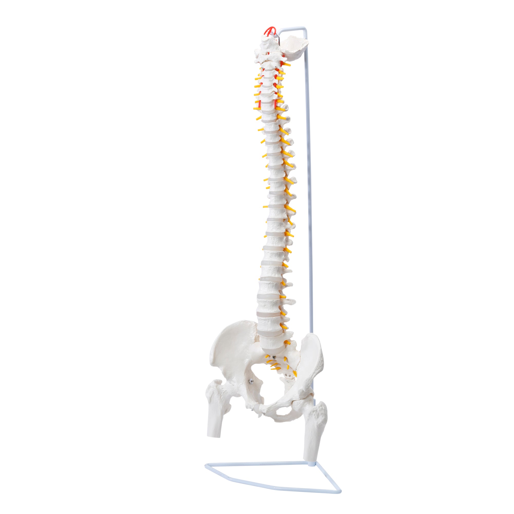 Flexible model of the spine with nerves, hip joint and stand