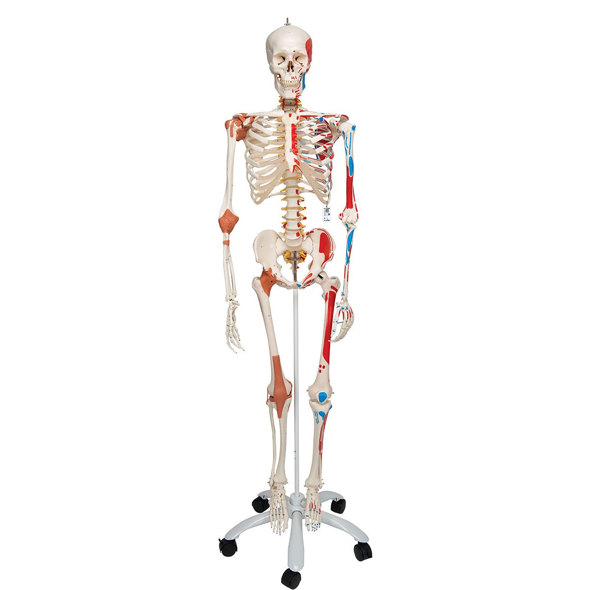 Avanceret skelet, 177 cm - eAnatomi