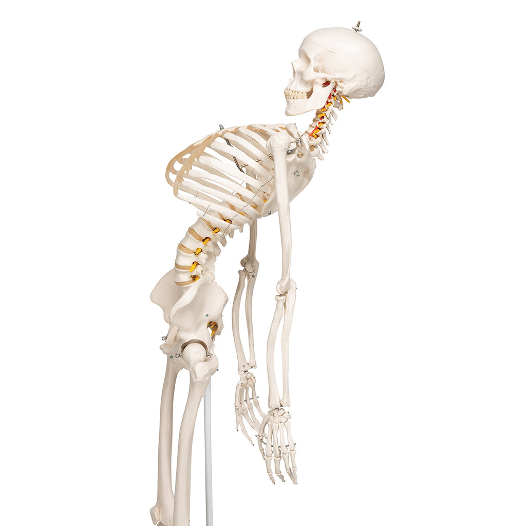 Flexible skeleton w. spinal nerves, 177 cm
