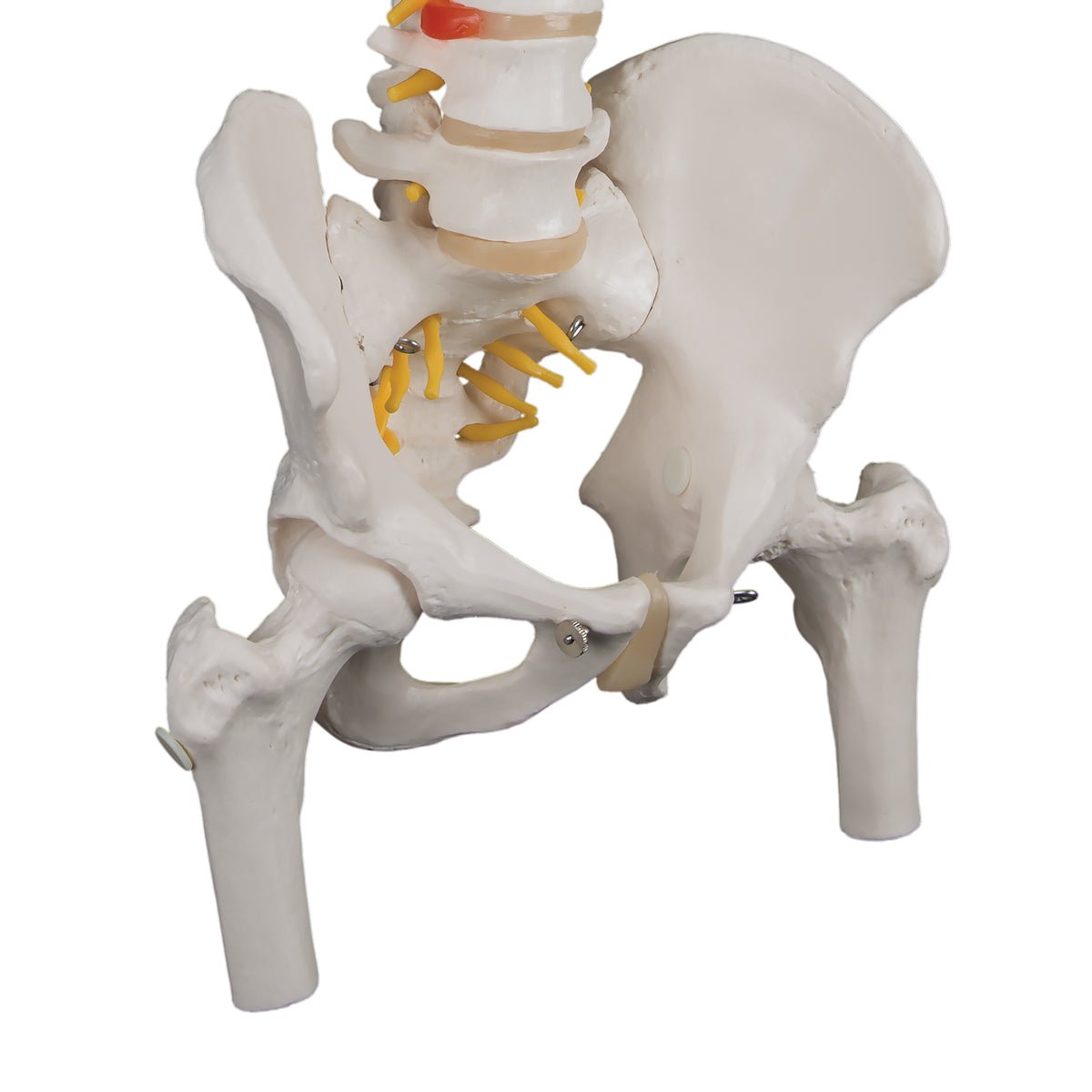 Rygsøjle, fleksibel anatomisk model på 74 cm med lårbenstumper - eAnatomi