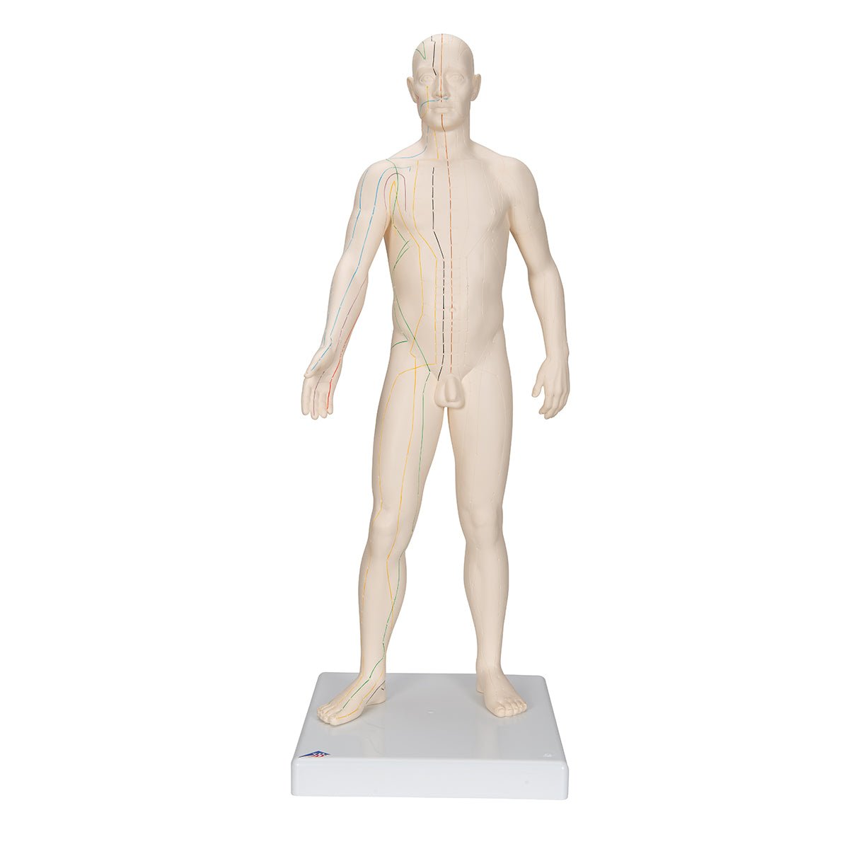 Akupunkturmodel, mand, 70 cm - eAnatomi