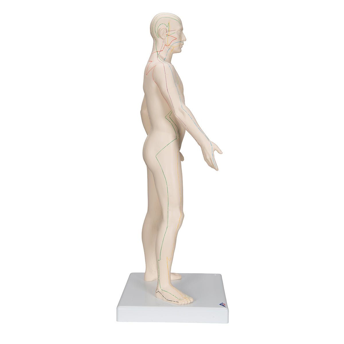 Akupunkturmodel, mand, 70 cm - eAnatomi