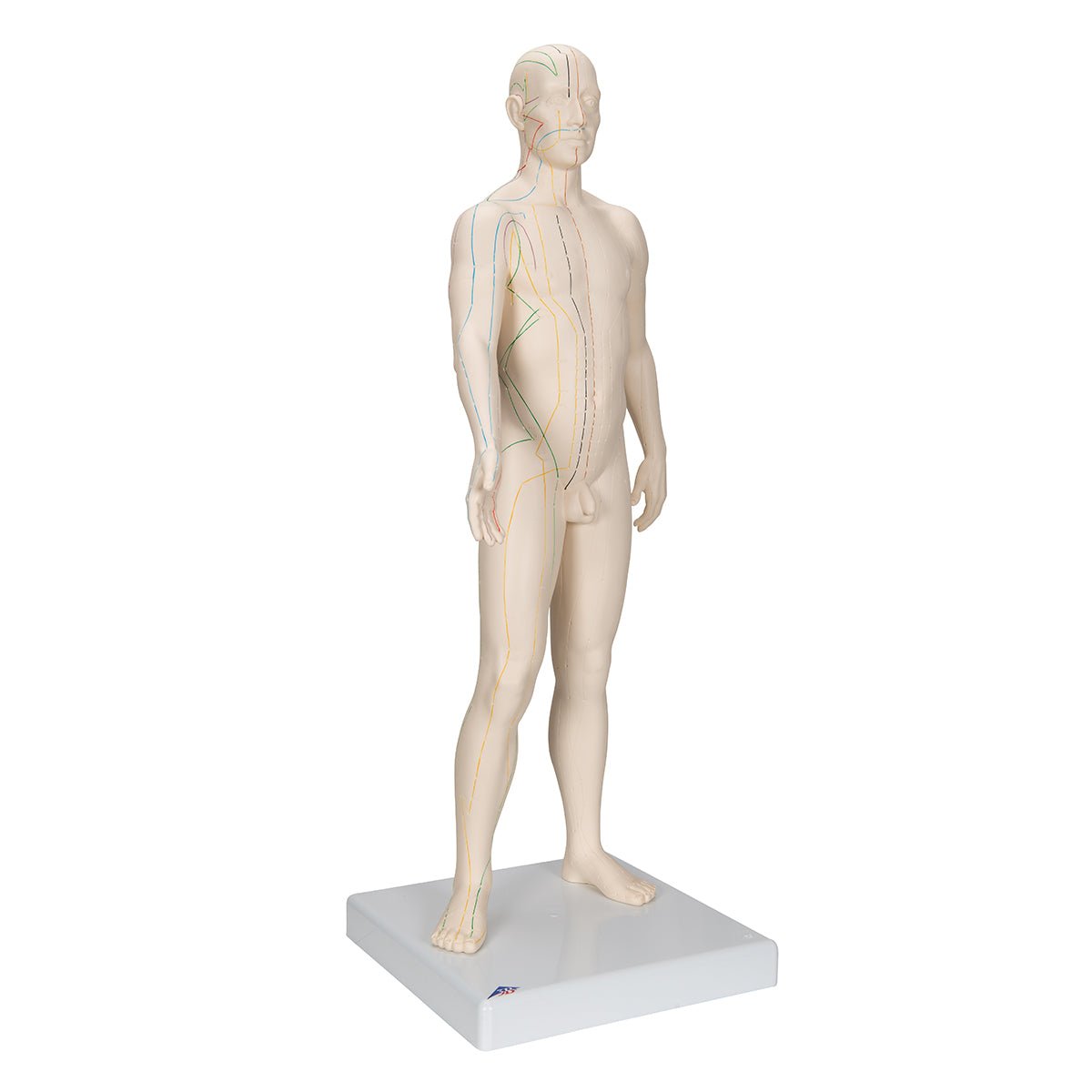Akupunkturmodel, mand, 70 cm - eAnatomi