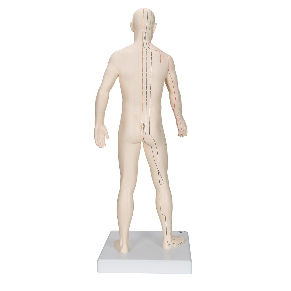 Akupunkturmodel, mand, 70 cm - eAnatomi