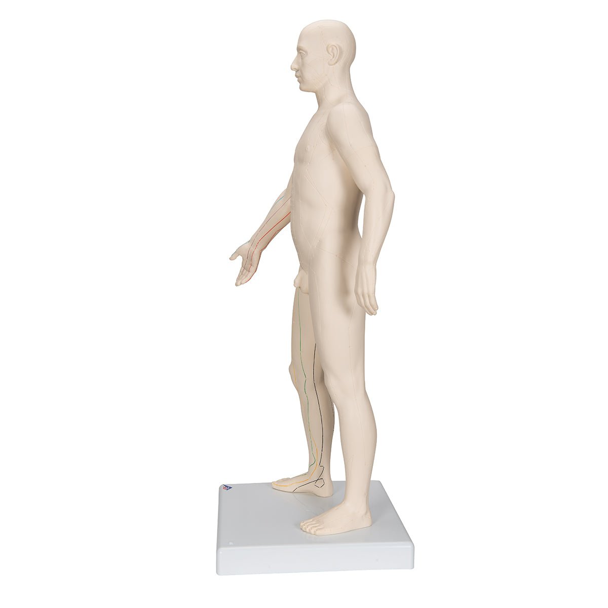 Akupunkturmodel, mand, 70 cm - eAnatomi