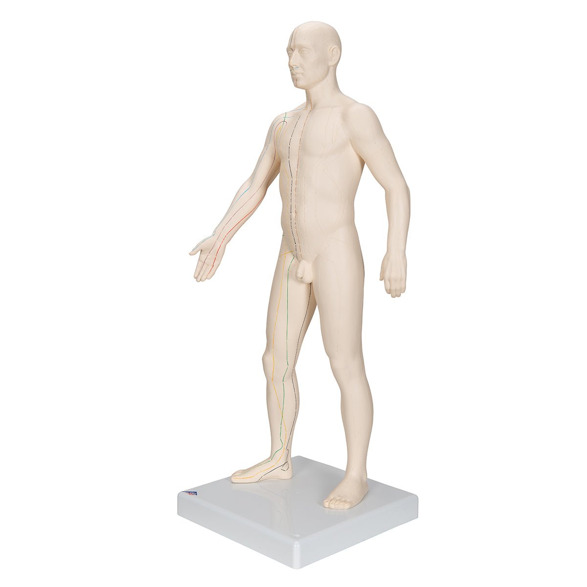 Akupunkturmodel, mand, 70 cm - eAnatomi