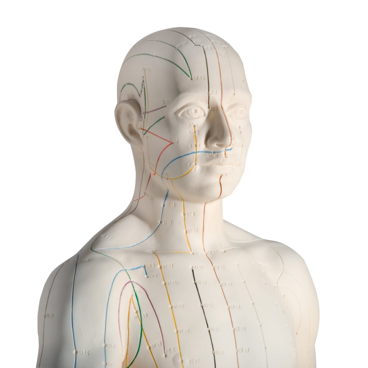 Akupunkturmodel, mand, 70 cm - eAnatomi