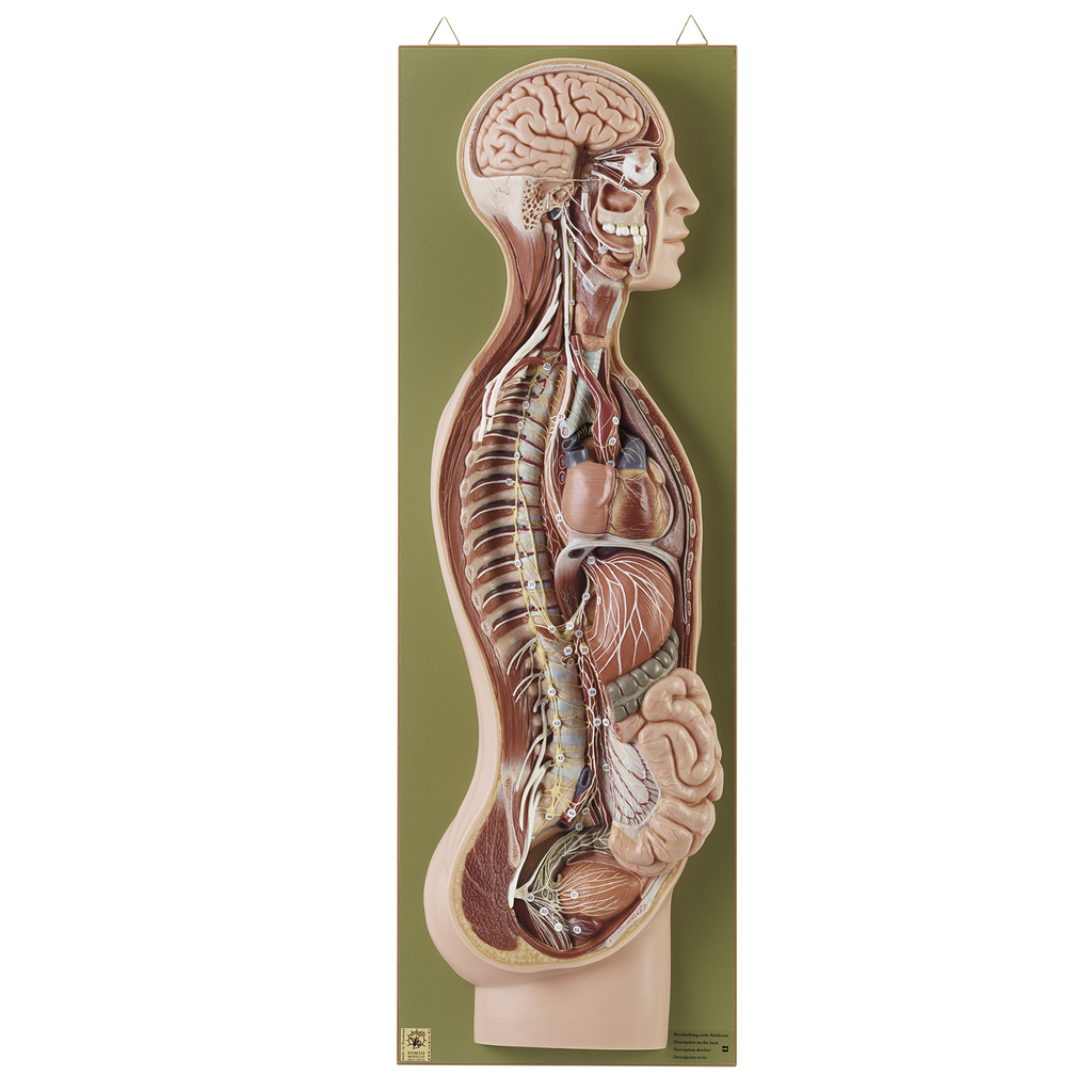 Anatomisk modell av det sympatiska nervsystemet