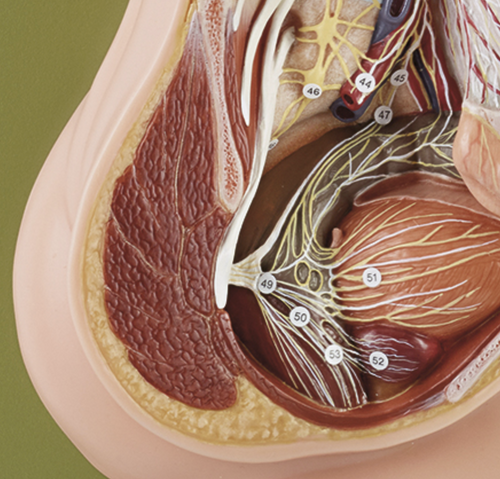 Anatomisk model af det sympatiske nervesystem