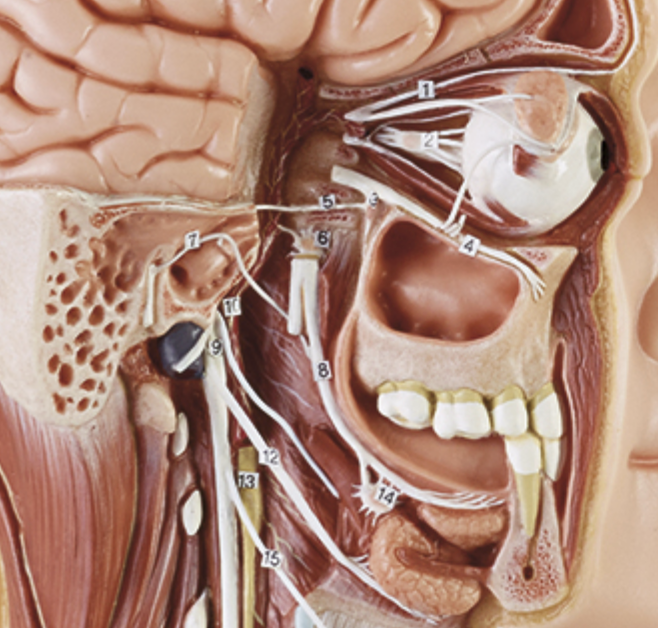 Anatomical model of the sympathetic nervous system