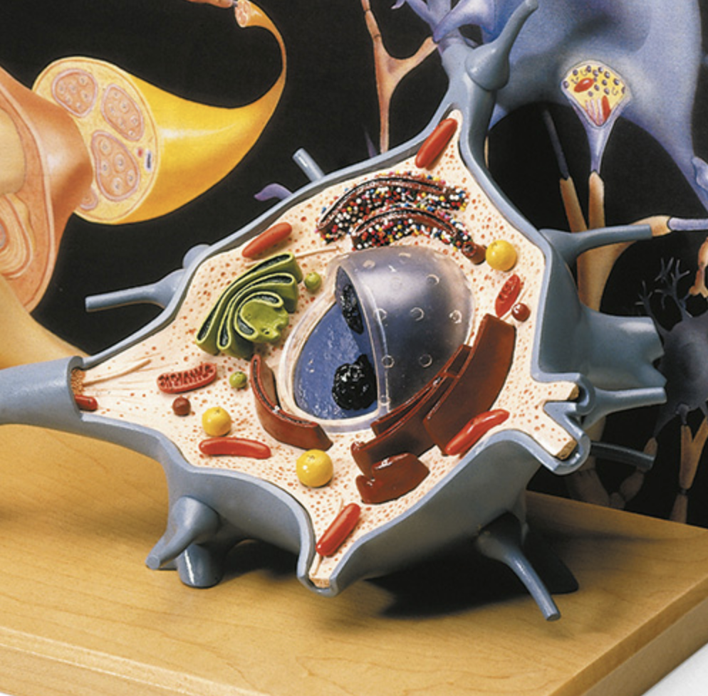 Motorneuron, 2500x förstoring