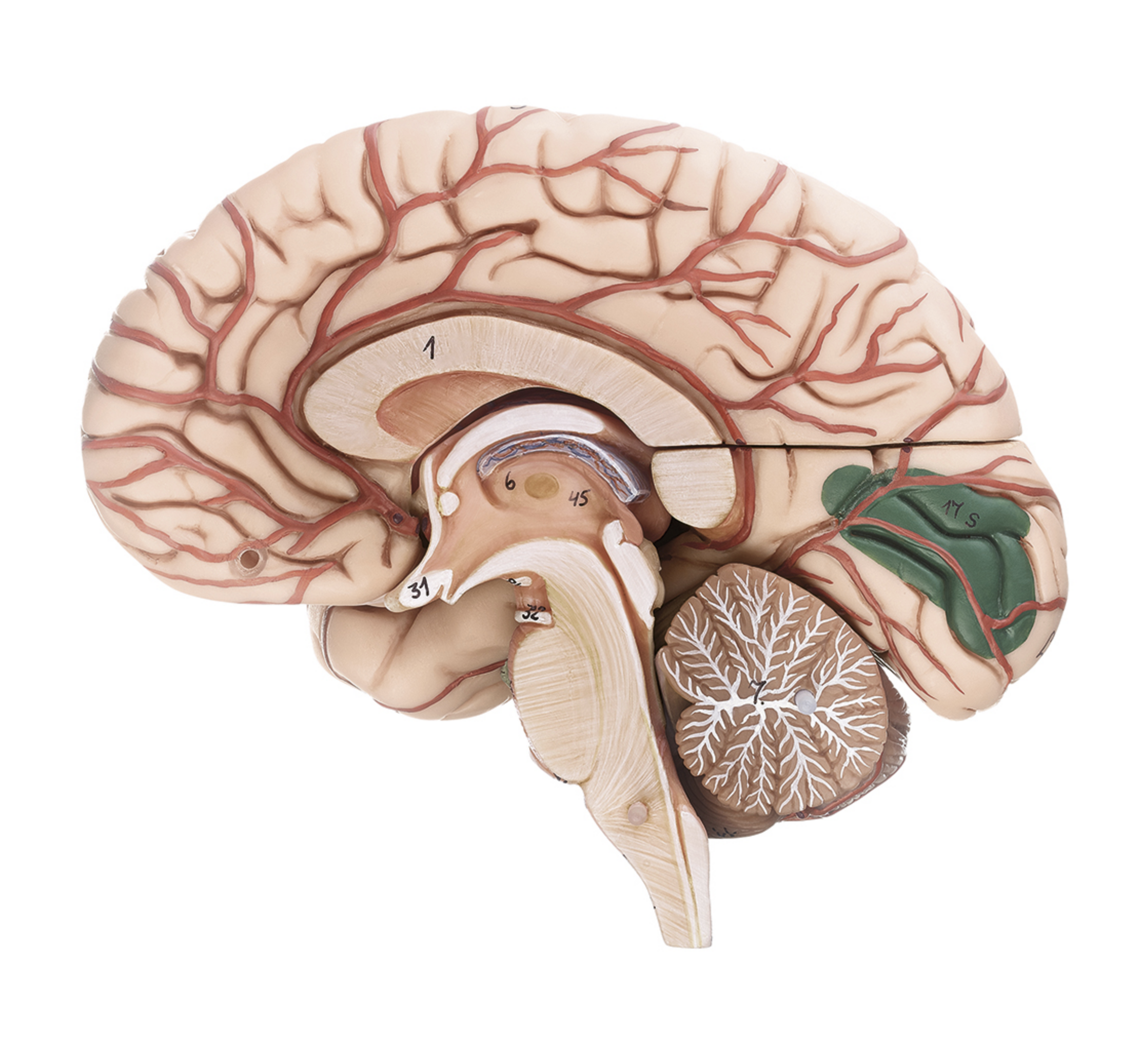 Lifelike and educational brain with vessels and membranes, 10 parts