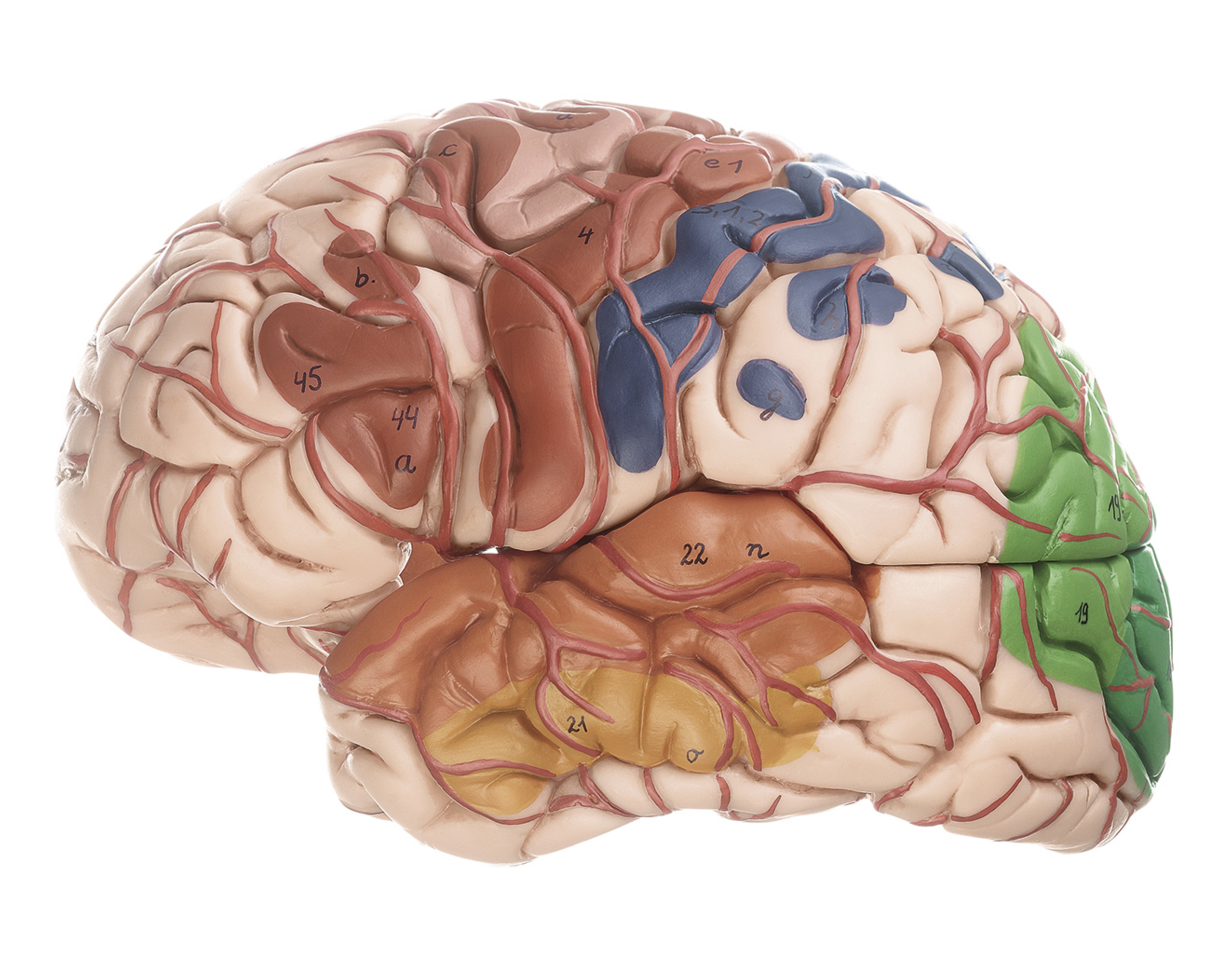 Lifelike and educational brain with vessels and membranes, 10 parts