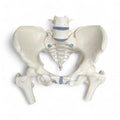 Pelvic model showing bones and joints in the woman's pelvis