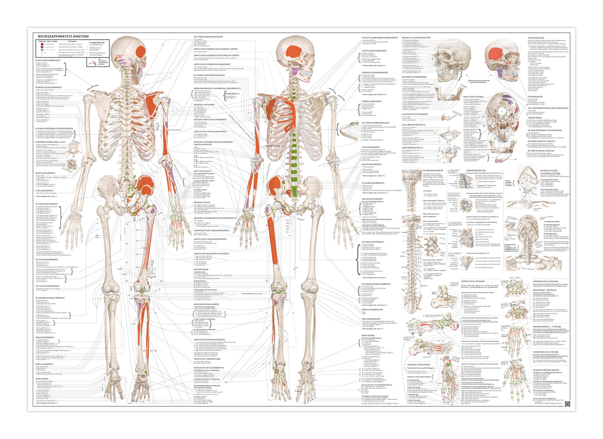 Lab Skeleton Poster Skeleton posters in eAnatomi.dk