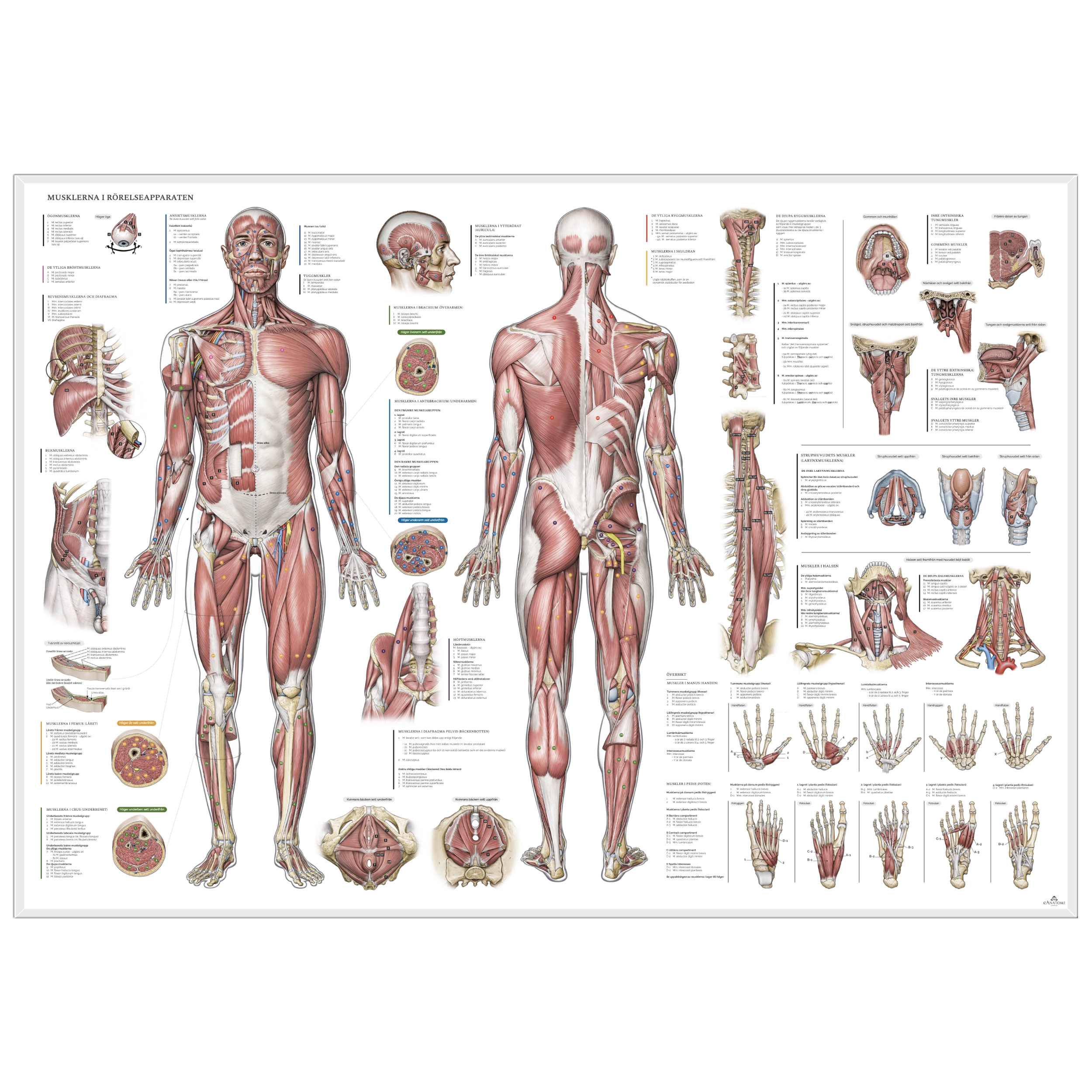 The muscular system, poster etc. all muscle groups, pure Latin © eAnatomi