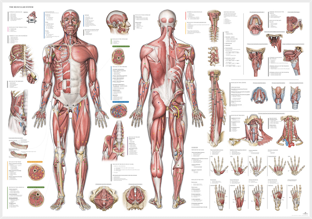 Muskelsystemet, plakat m. alle muskelgrupper, ren latin © eAnatomi