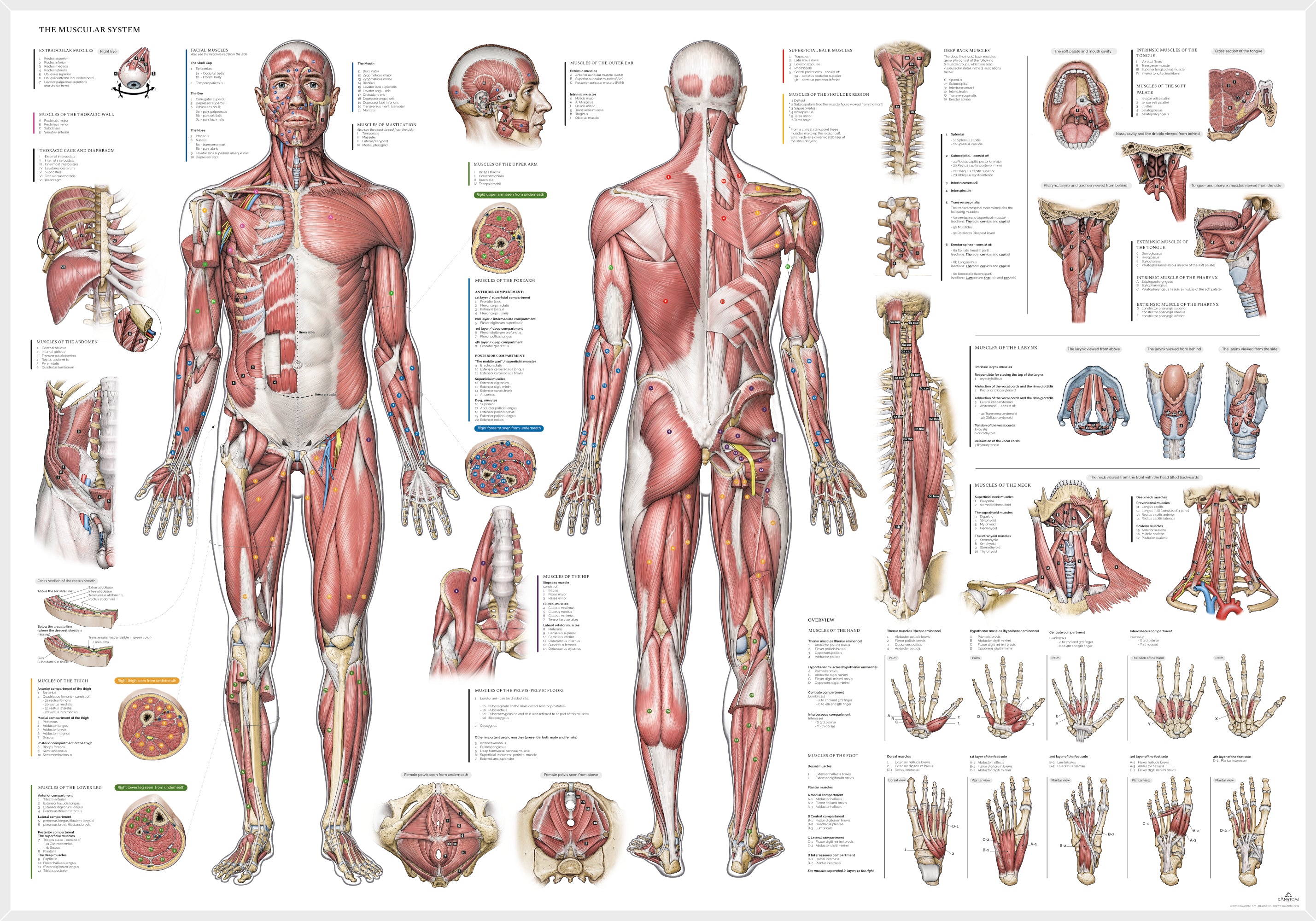 Muskelsystemet, plakat m. alle muskelgrupper, ren latin © eAnatomi