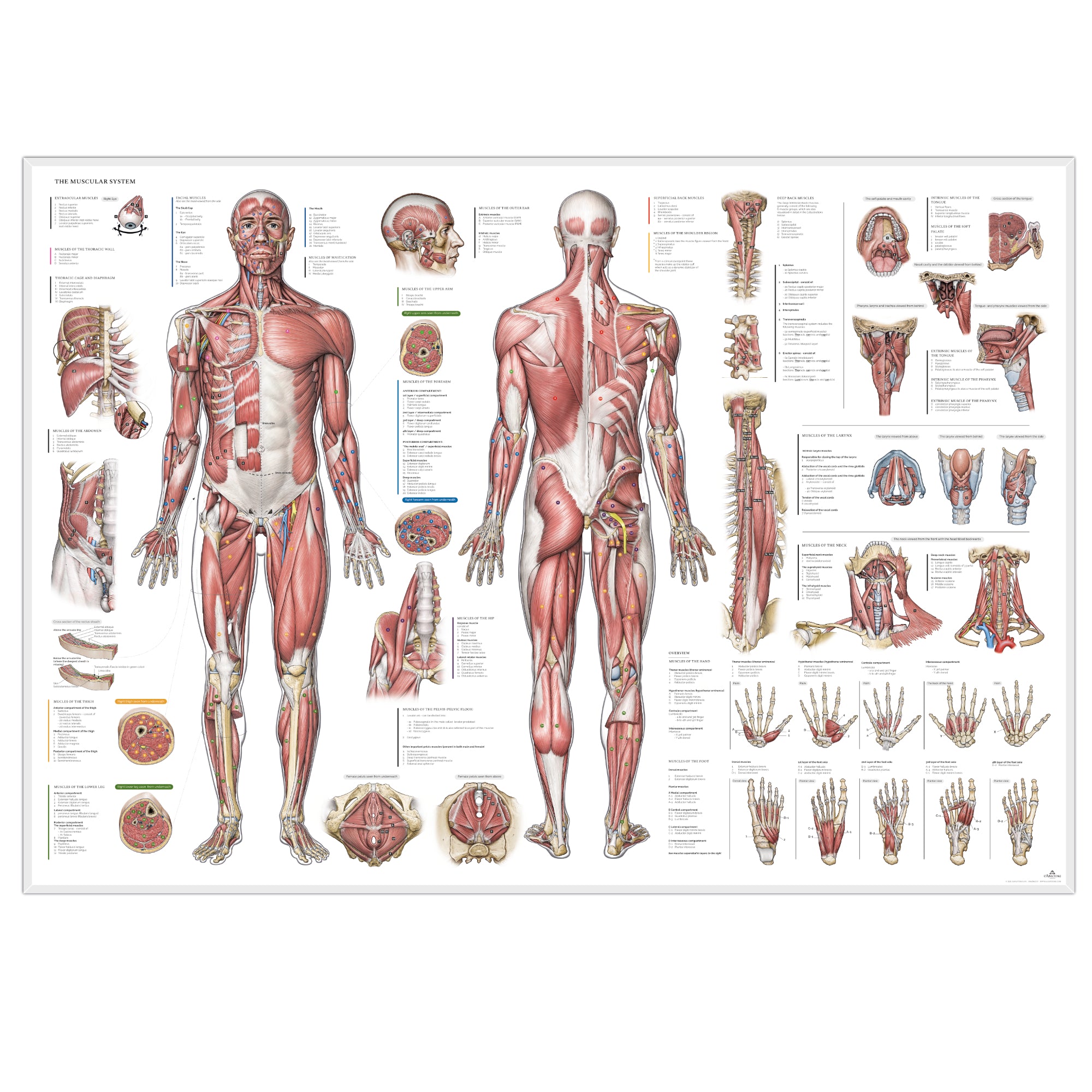 Muskelsystemet, plakat m. alle muskelgrupper, ren latin © eAnatomi