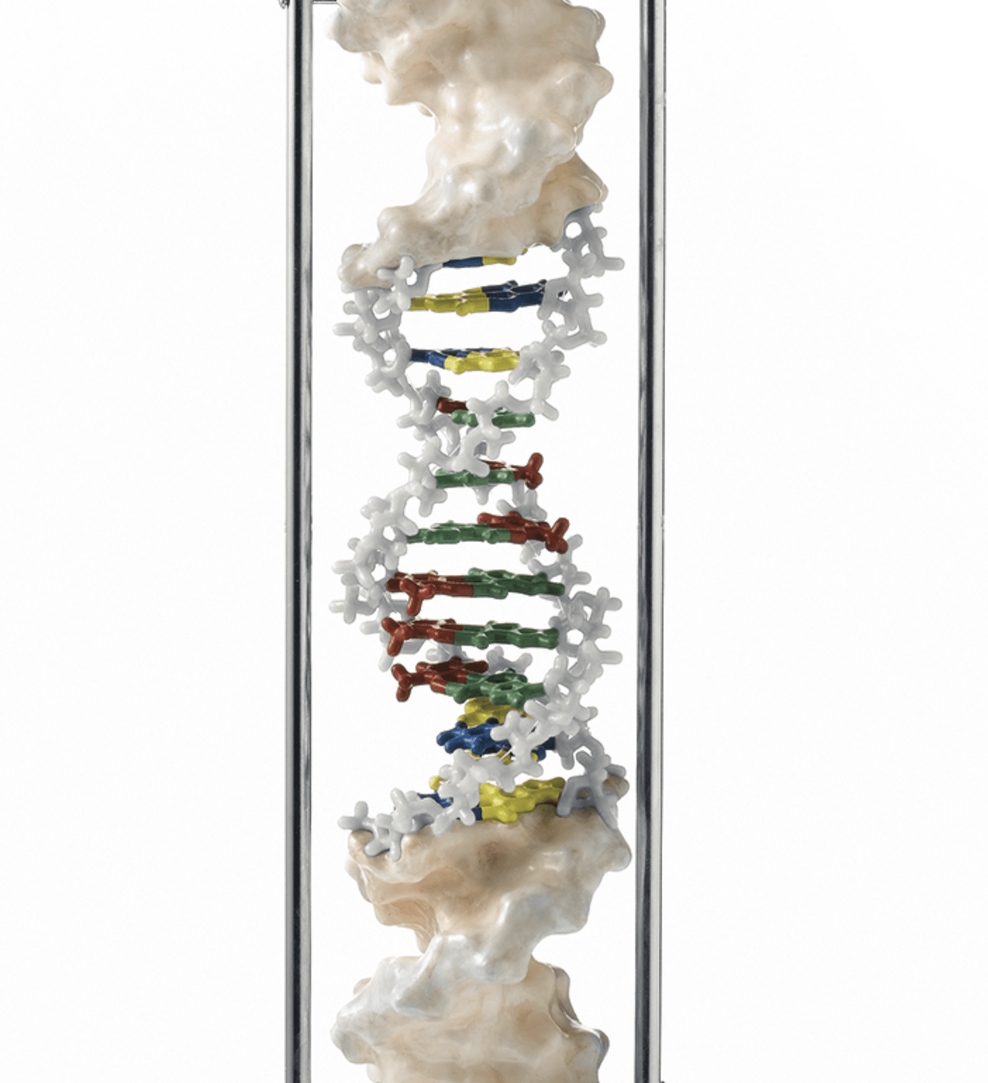 DNA - streng, B - form, 41,5 cm - eAnatomi
