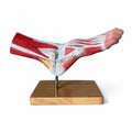 Foot with ligaments, anatomical model