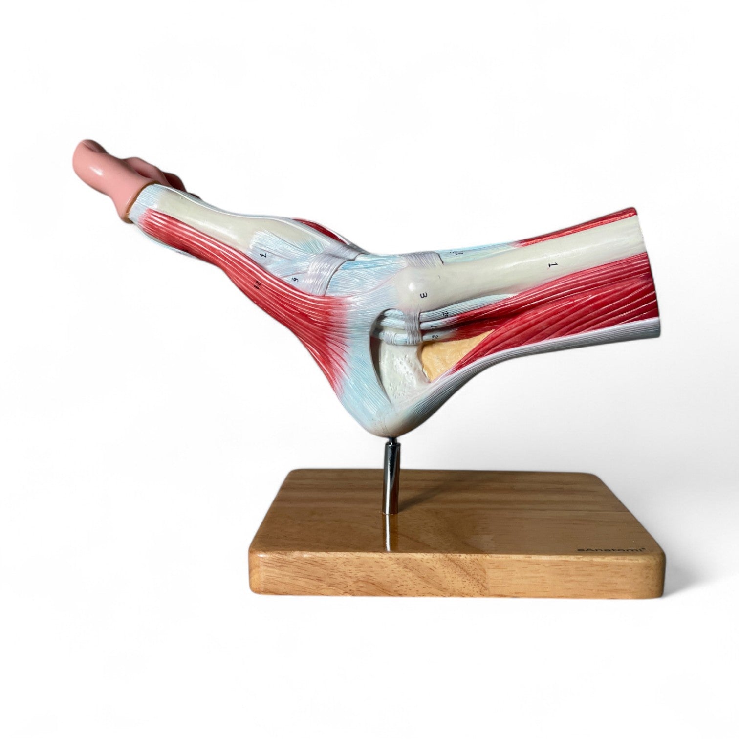 Foot with ligaments, anatomical model