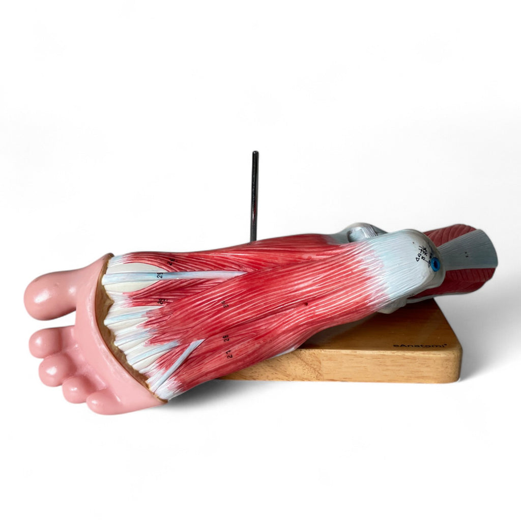 Foot with ligaments, anatomical model