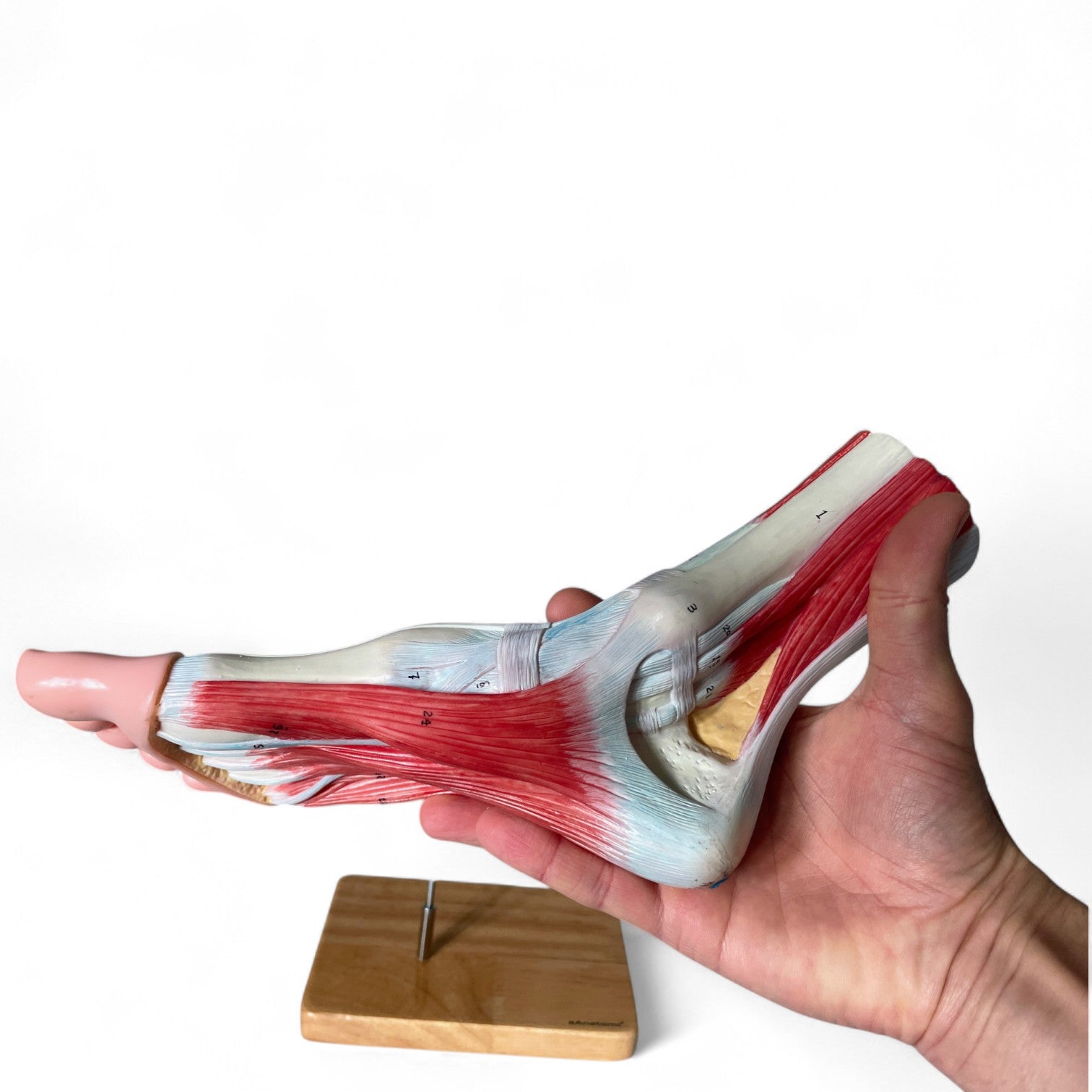 Foot with ligaments, anatomical model