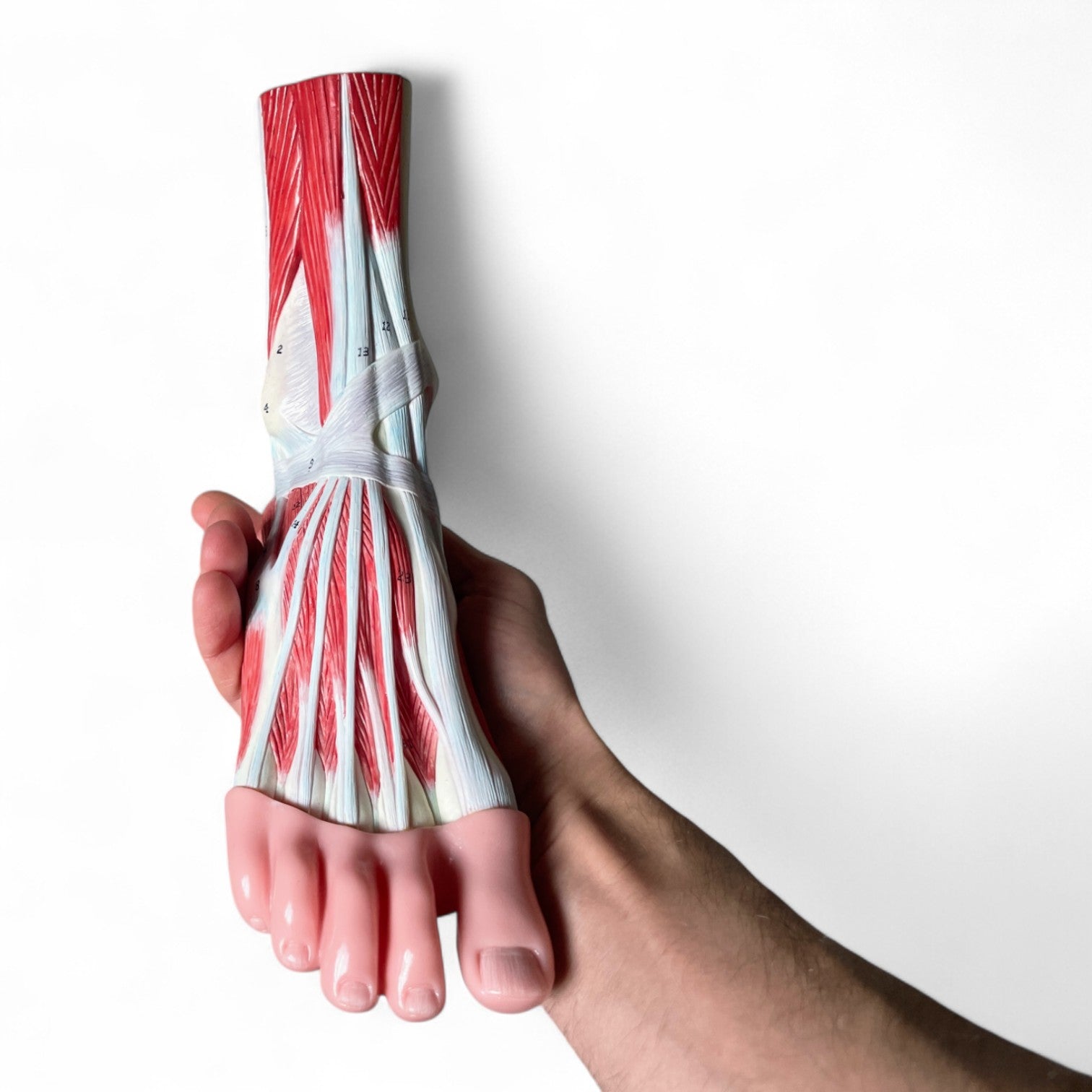 Foot with ligaments, anatomical model