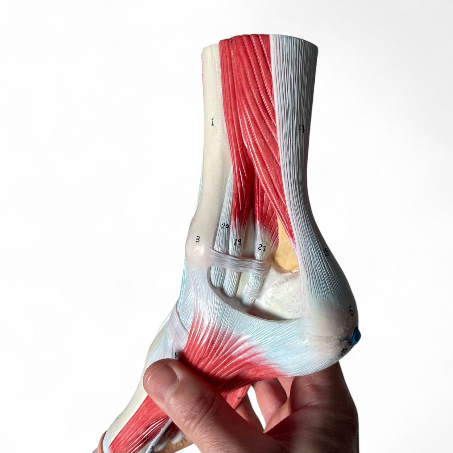 Foot with ligaments, anatomical model