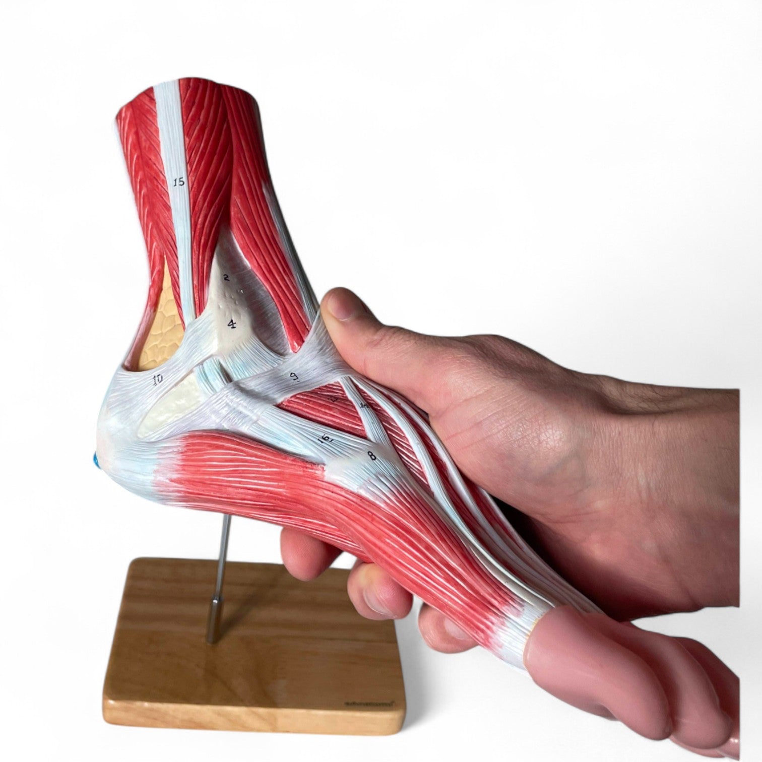 Foot with ligaments, anatomical model