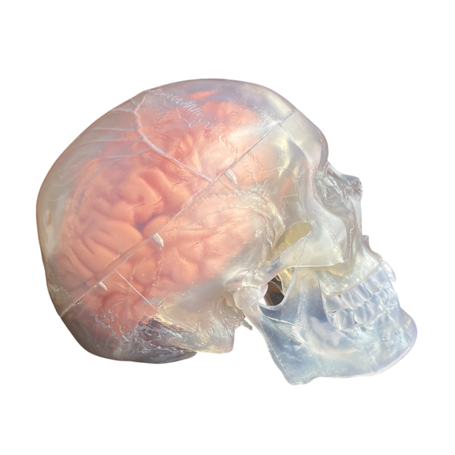 Hjerne i gennemsigtigt kranie, 11 dele