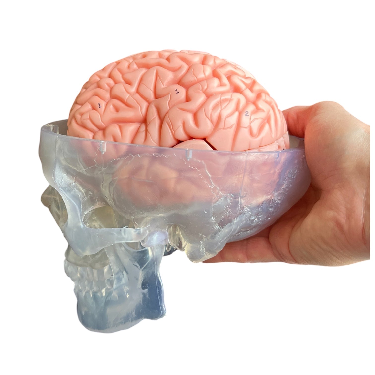 Hjerne i gennemsigtigt kranie, 11 dele