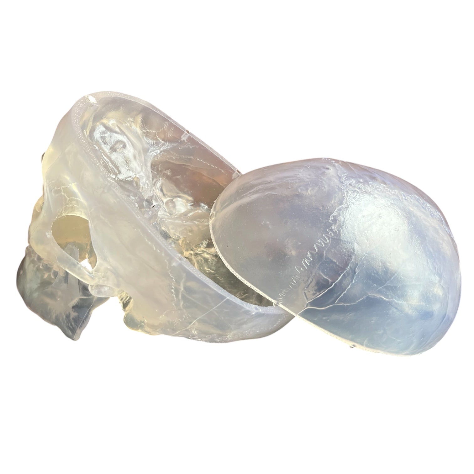 Hjerne i gennemsigtigt kranie, 11 dele