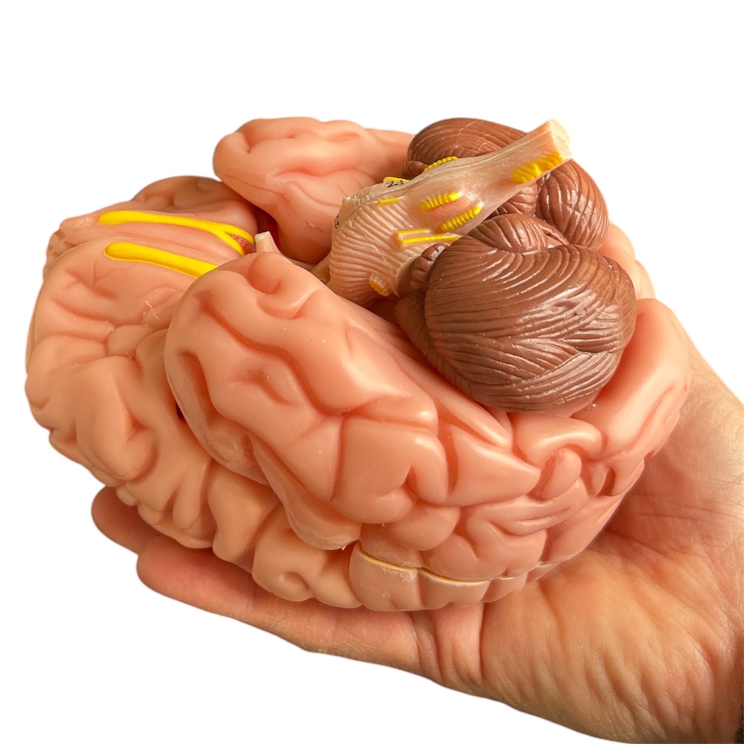 Hjerne i gennemsigtigt kranie, 11 dele