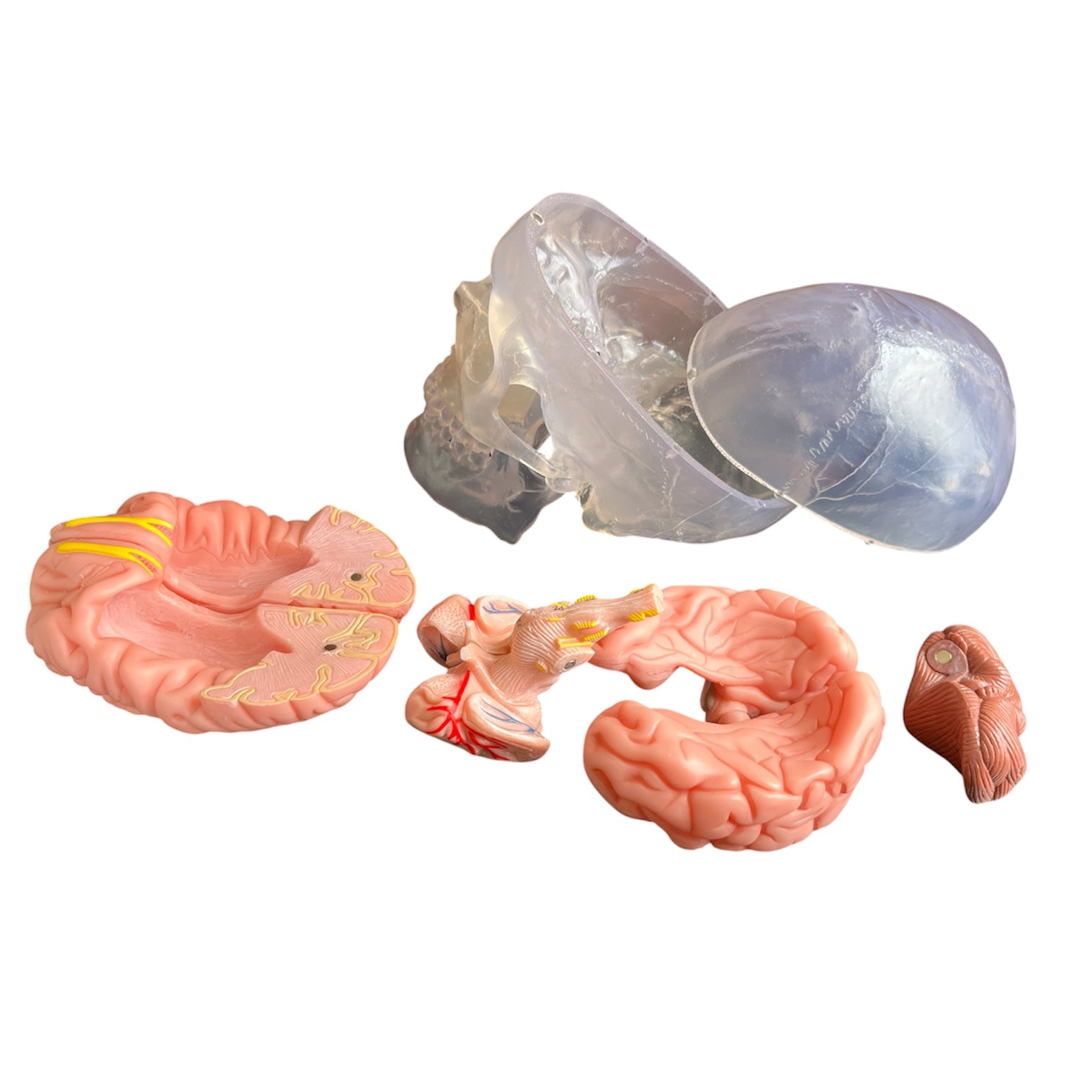 Hjerne i gennemsigtigt kranie, 11 dele