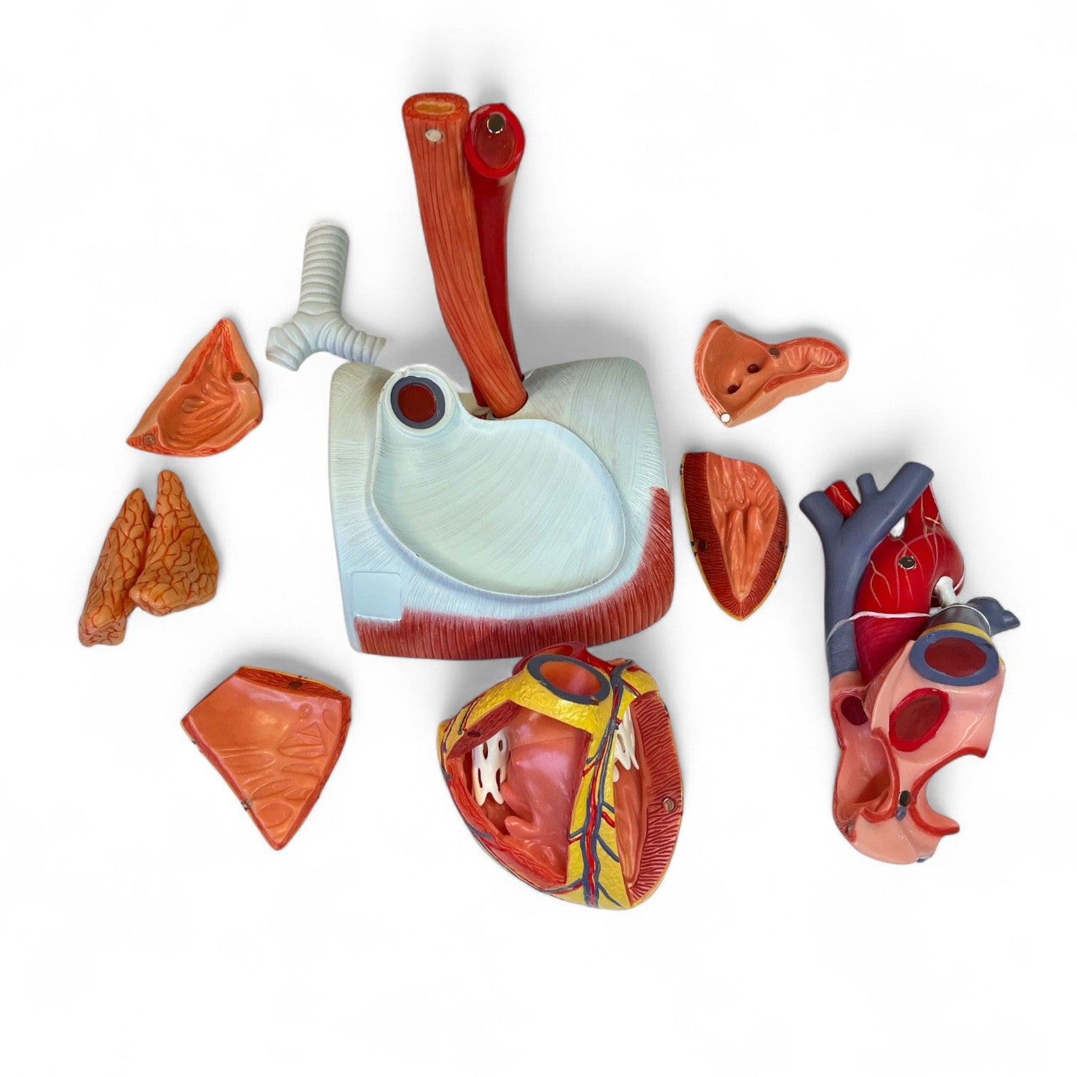 Enlarged heart model in high quality and 12 parts