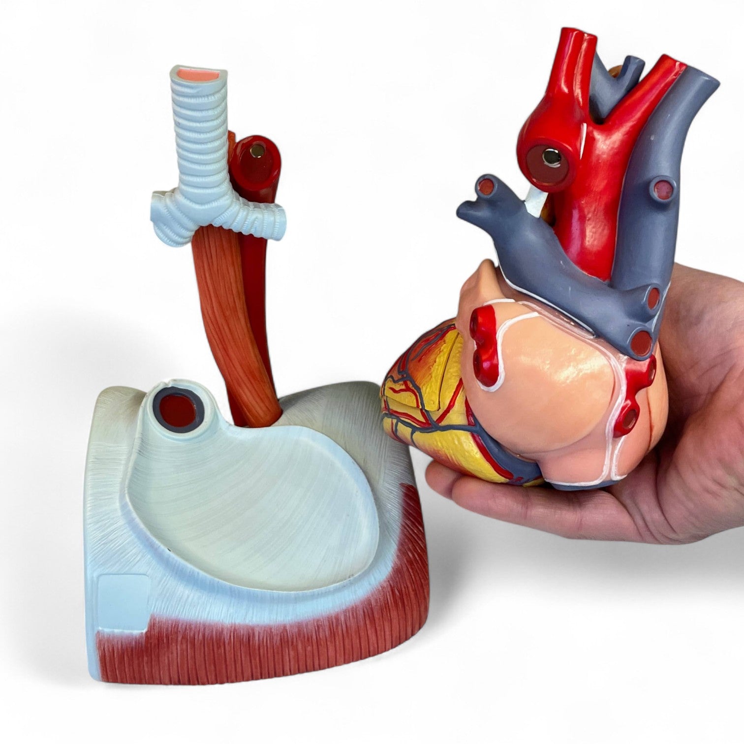 Enlarged heart model in high quality and 12 parts