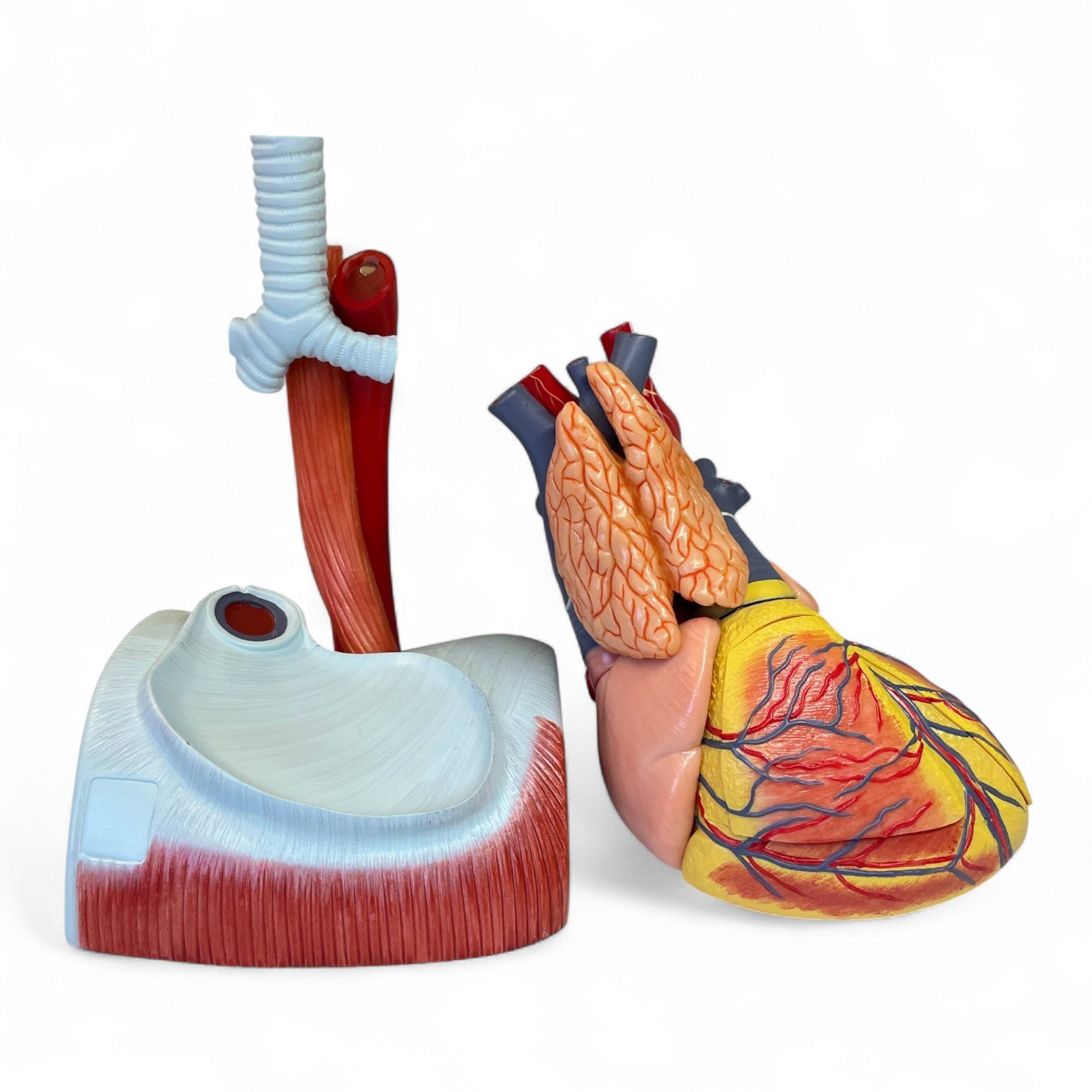 Enlarged heart model in high quality and 12 parts