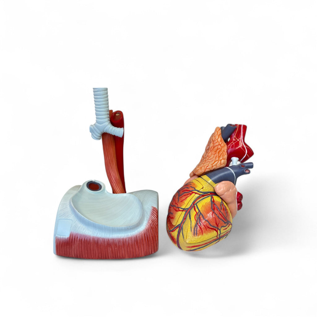 Hjärta, förstorad anatomisk modell i 12 delar