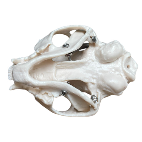 Kattekranie - eAnatomi