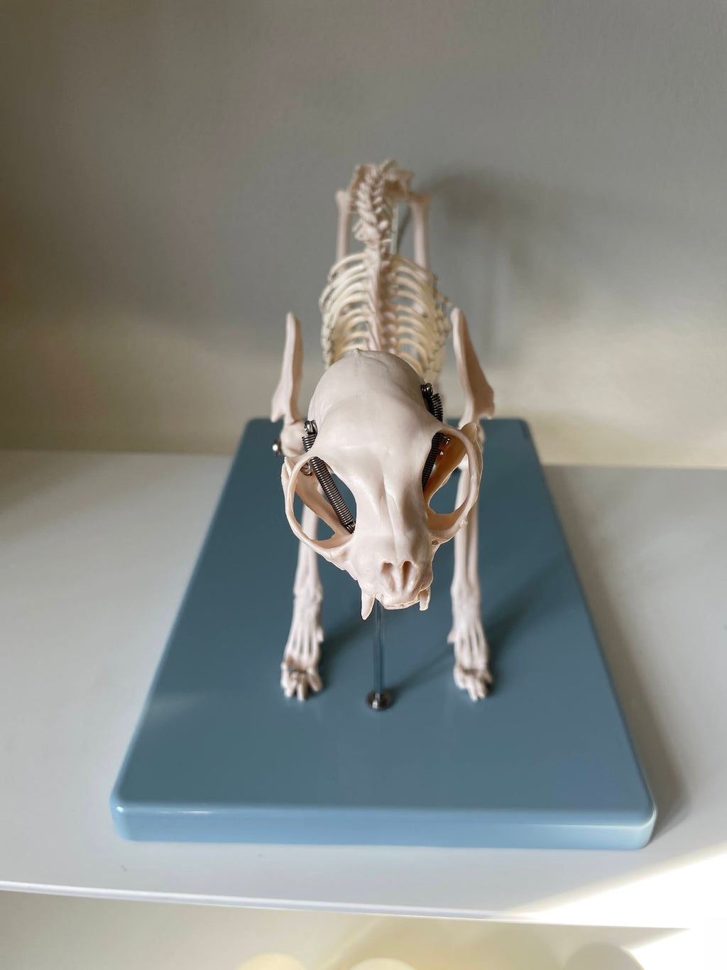 Cat skeleton
