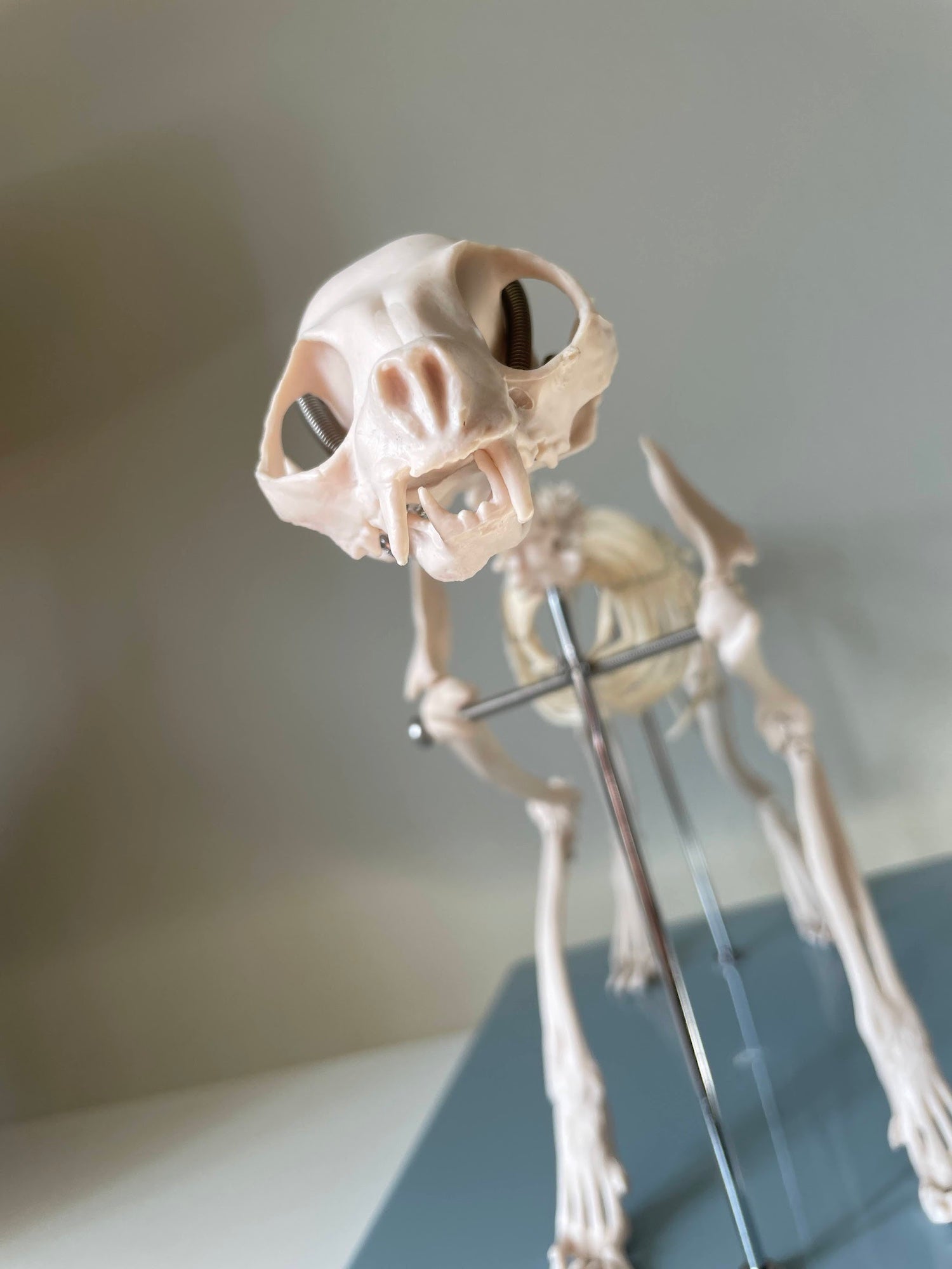 Cat skeleton