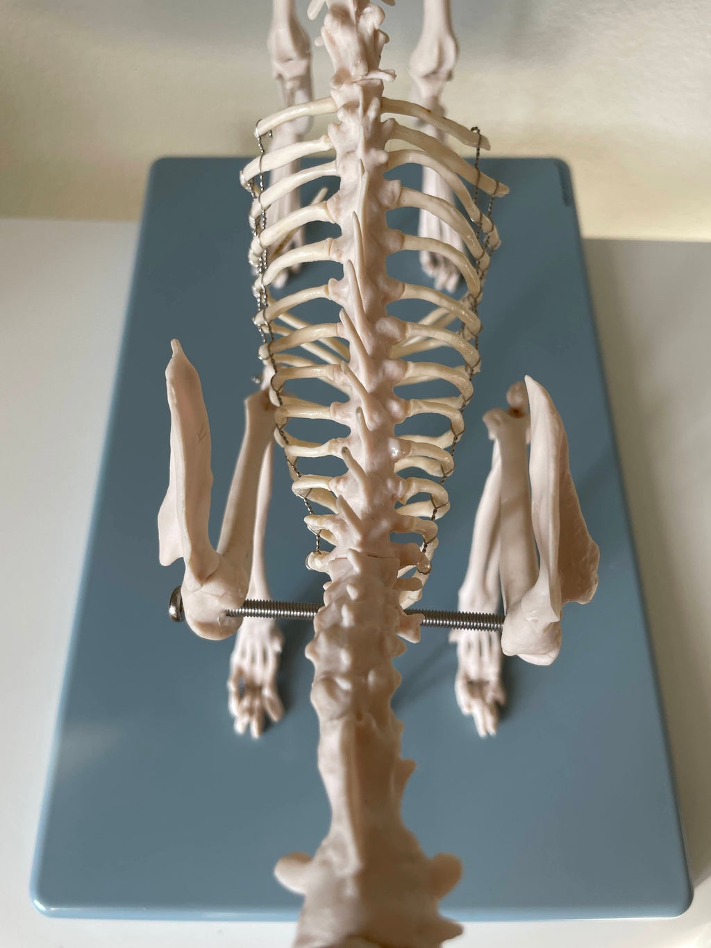 Cat skeleton