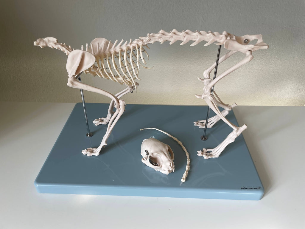 Cat skeleton