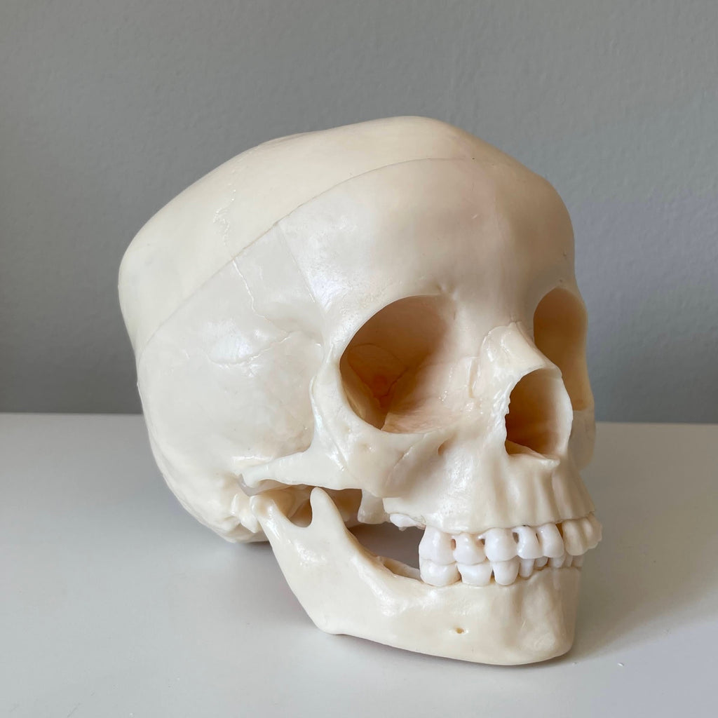 Plastic skull model of a 5-year-old
