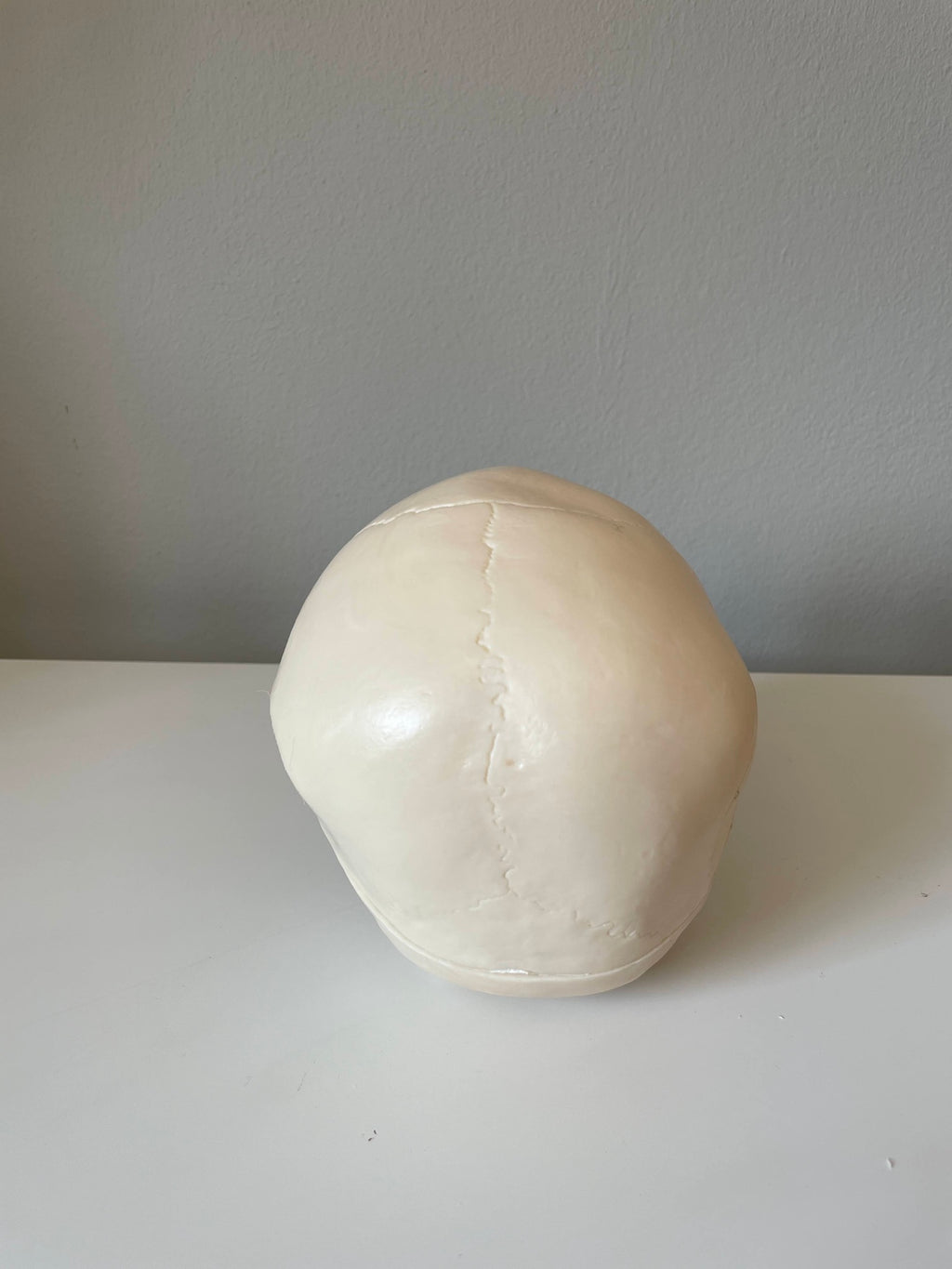 Plastic skull model of a 5-year-old