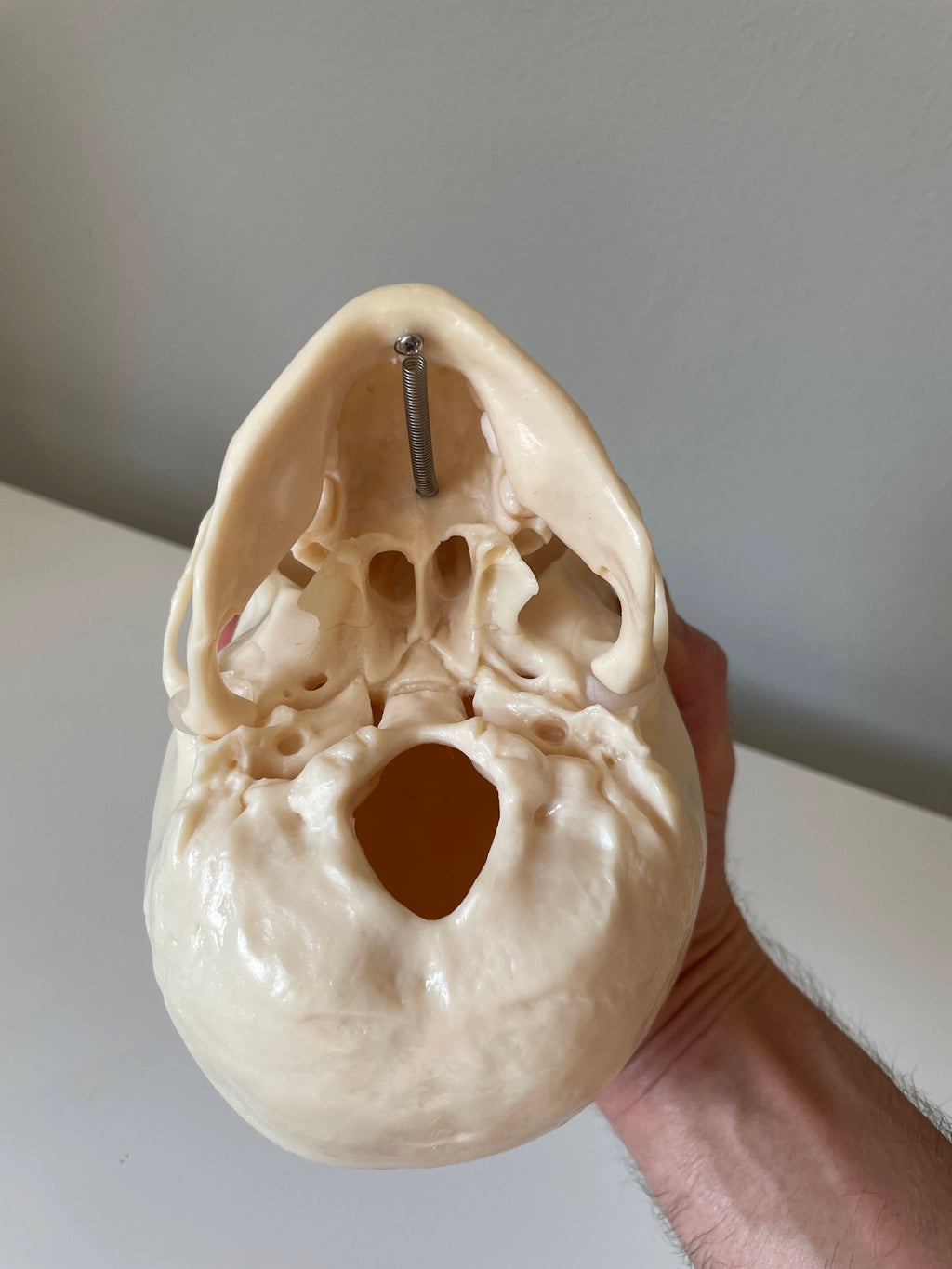 Plastic skull model of a 5-year-old