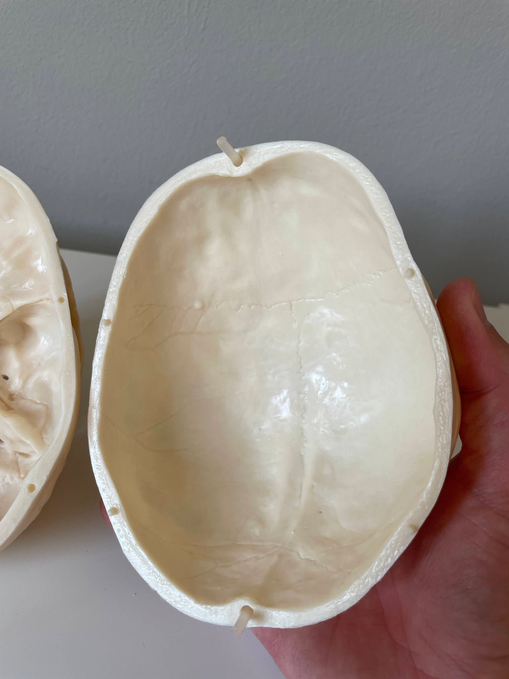 Plastic skull model of a 5-year-old