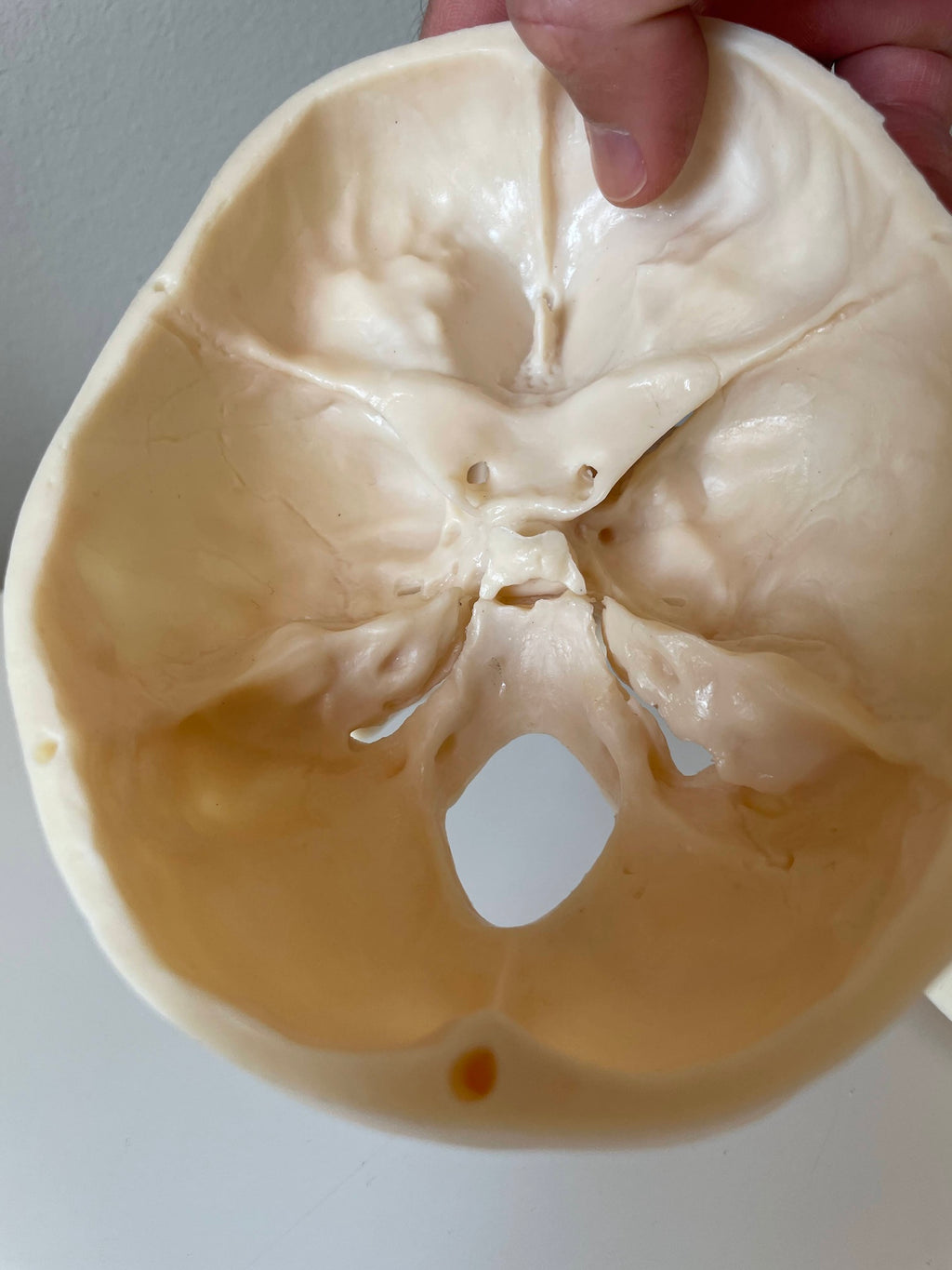 Plastic skull model of a 5-year-old